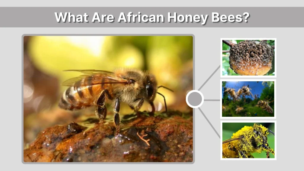 What Are African Honey Bees