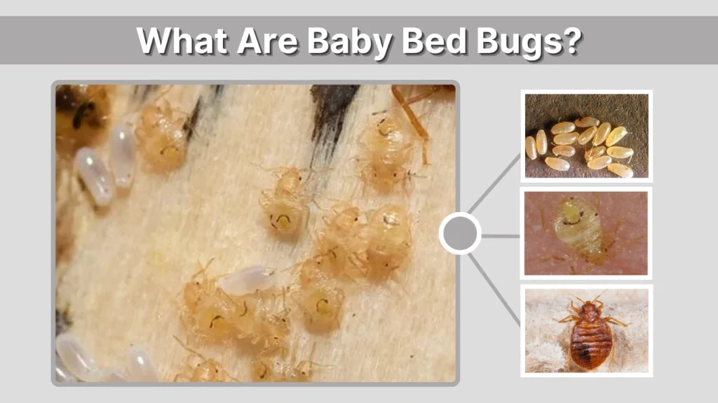 What Are Baby Bed Bugs