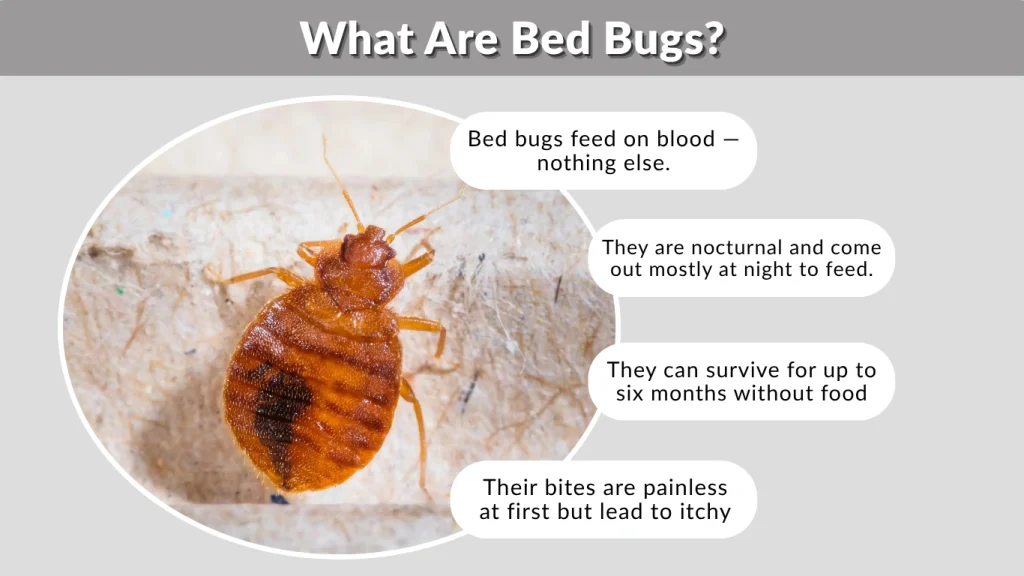 What Are Bed Bugs