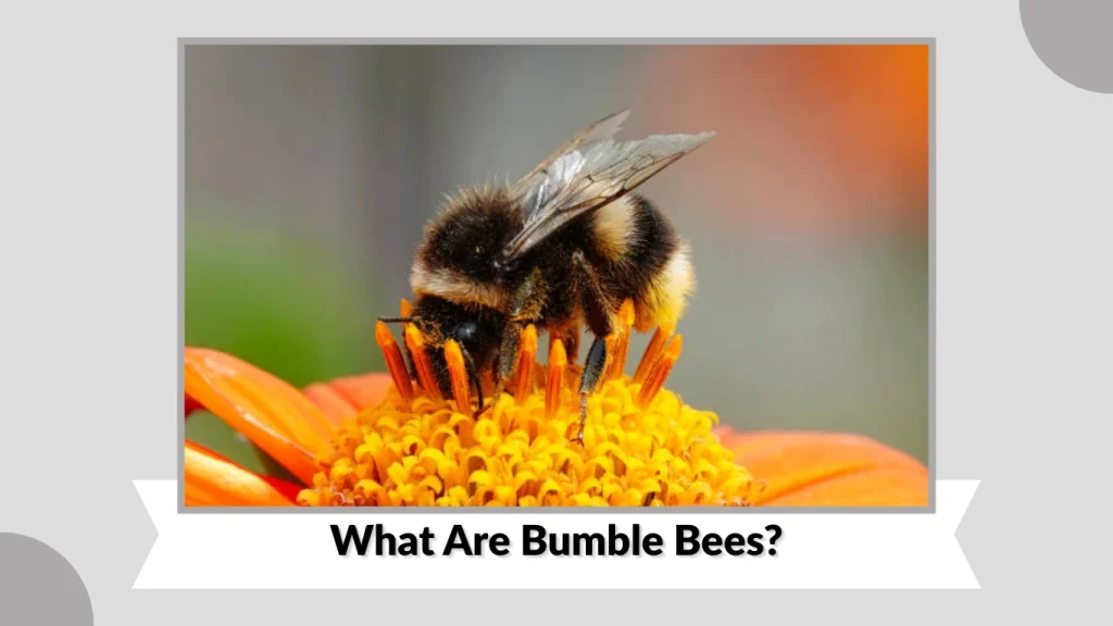What Are Bumble Bees