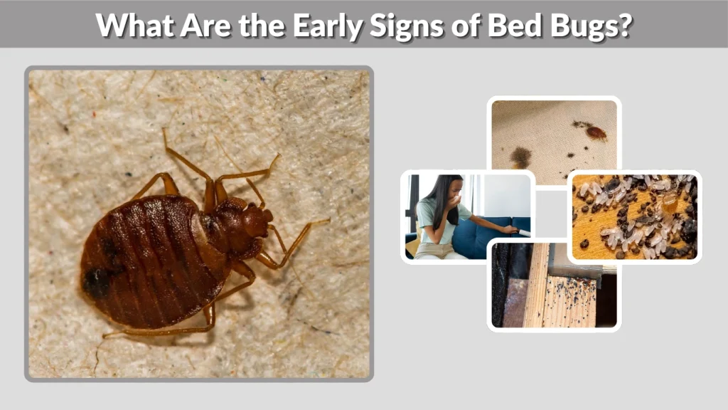 What Are the Early Signs of Bed Bugs