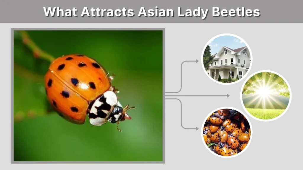 What Attracts Asian Lady Beetles