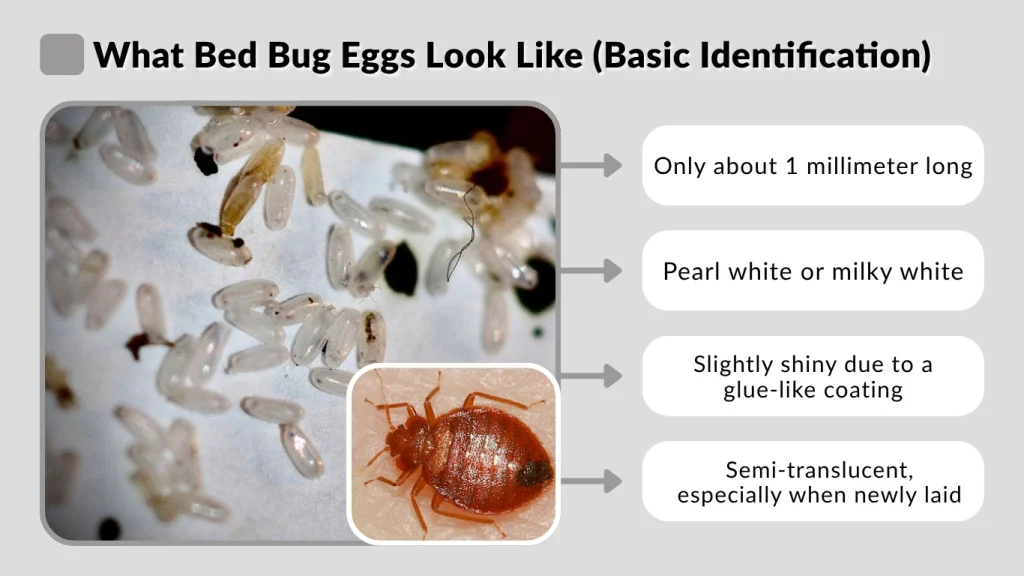 What Bed Bug Eggs Look Like (Basic Identification)