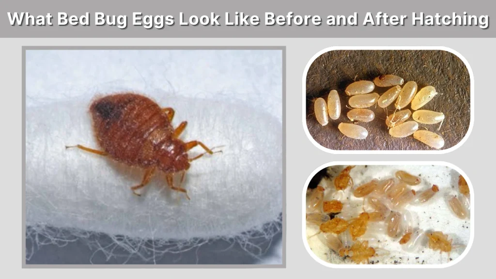 What Bed Bug Eggs Look Like Before and After Hatching