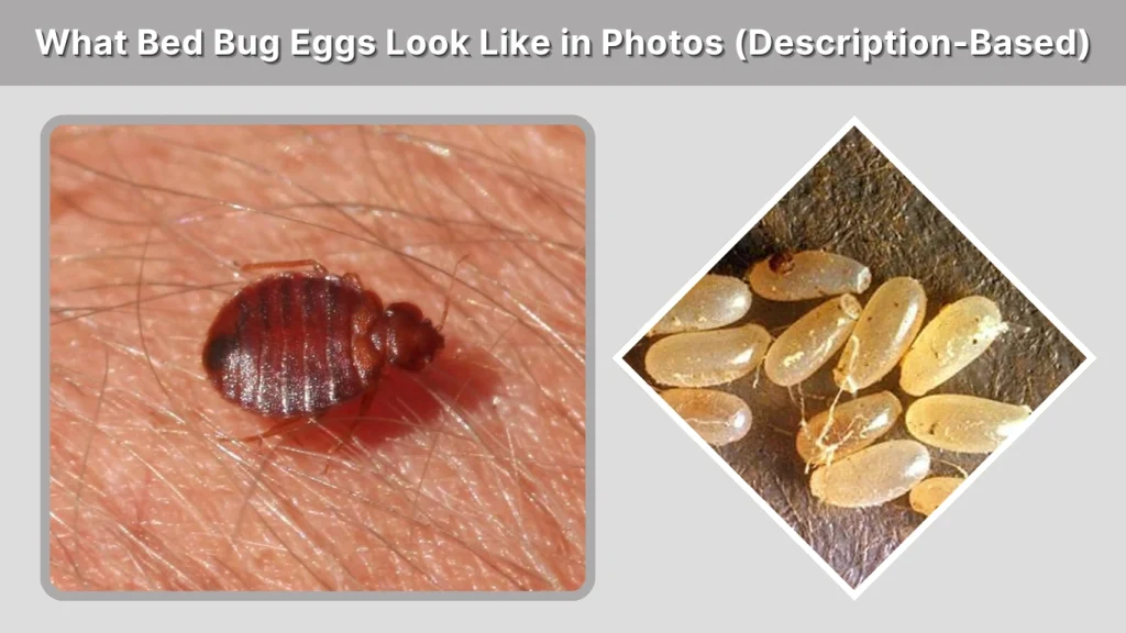 What Bed Bug Eggs Look Like in Photos (Description-Based)