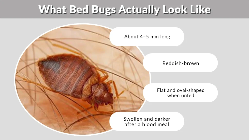 What Bed Bugs Actually Look Like