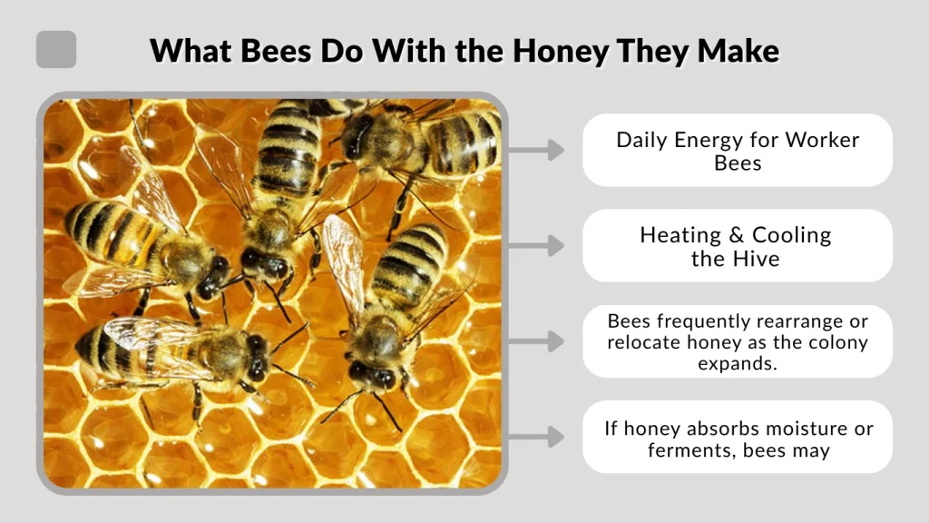 What Bees Do With the Honey They Make