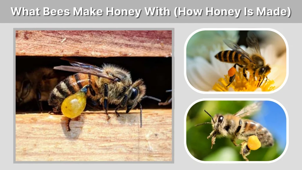 What Bees Make Honey With (How Honey Is Made)