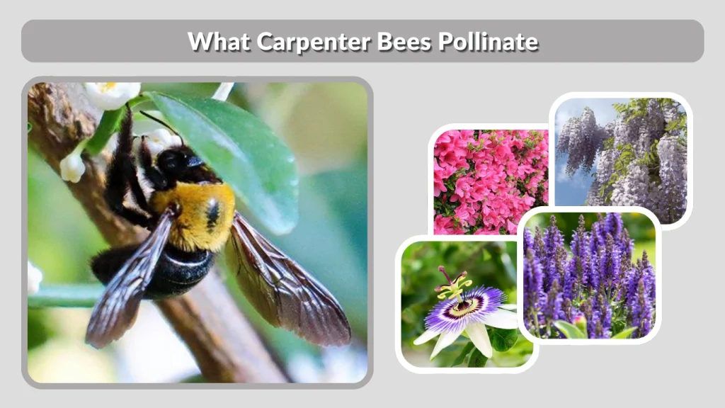 What Carpenter Bees Pollinate