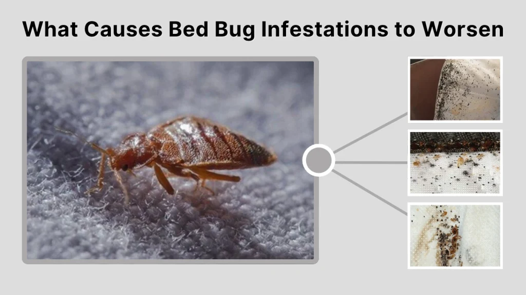 What Causes Bed Bug Infestations to Worsen