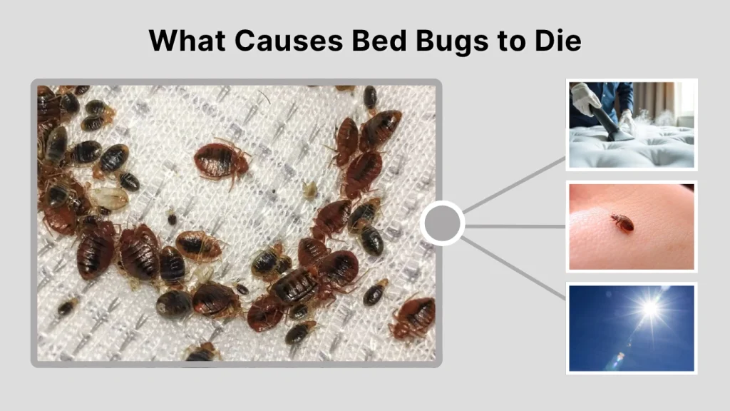 What Causes Bed Bugs to Die