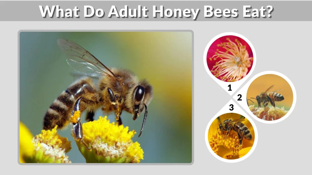 What Do Adult Honey Bees Eat