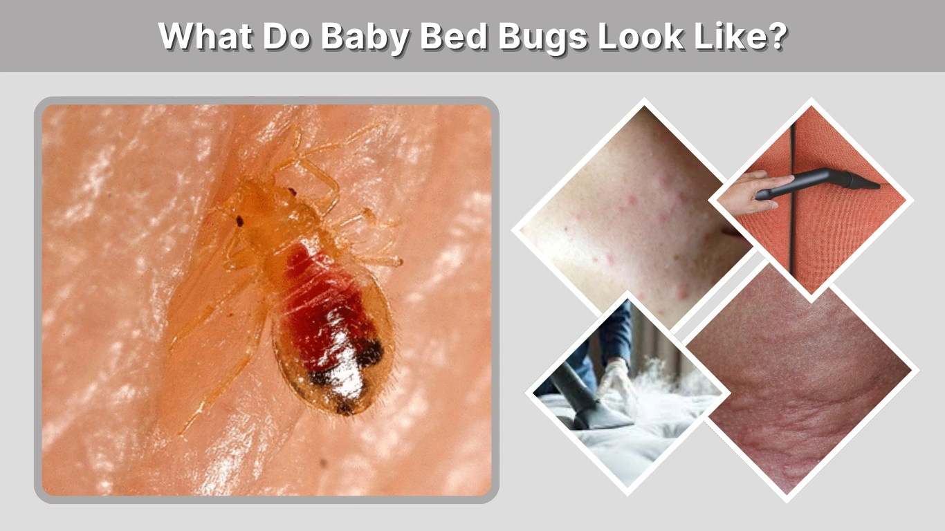 What Do Baby Bed Bugs Look Like Complete Identification Guide