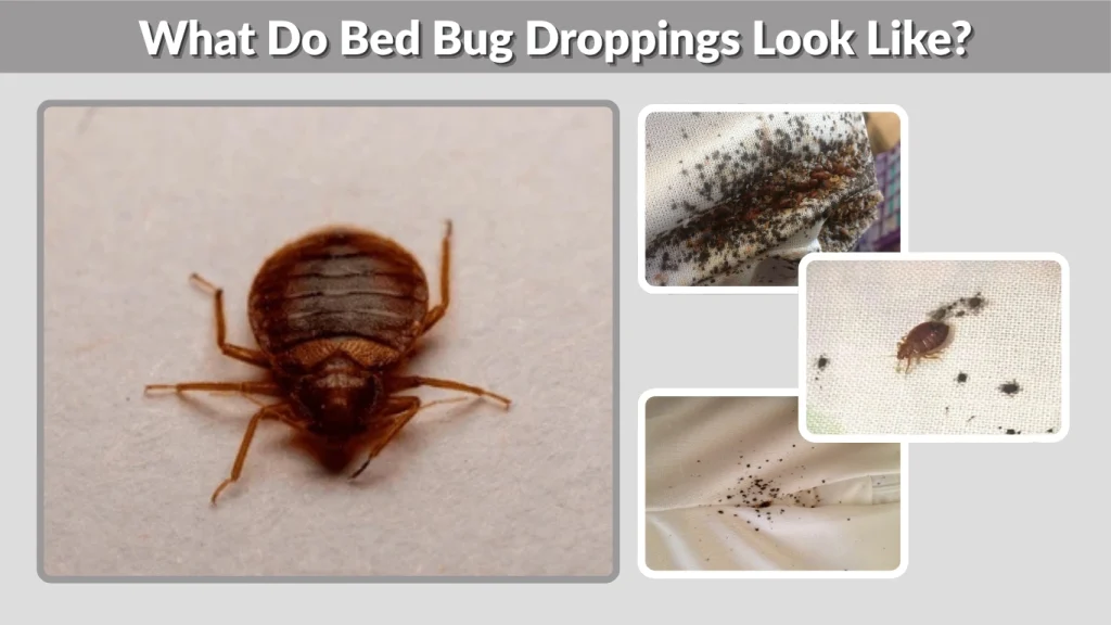 What Do Bed Bug Droppings Look Like