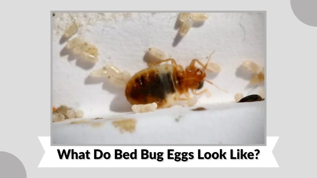 What Do Bed Bug Eggs Look Like