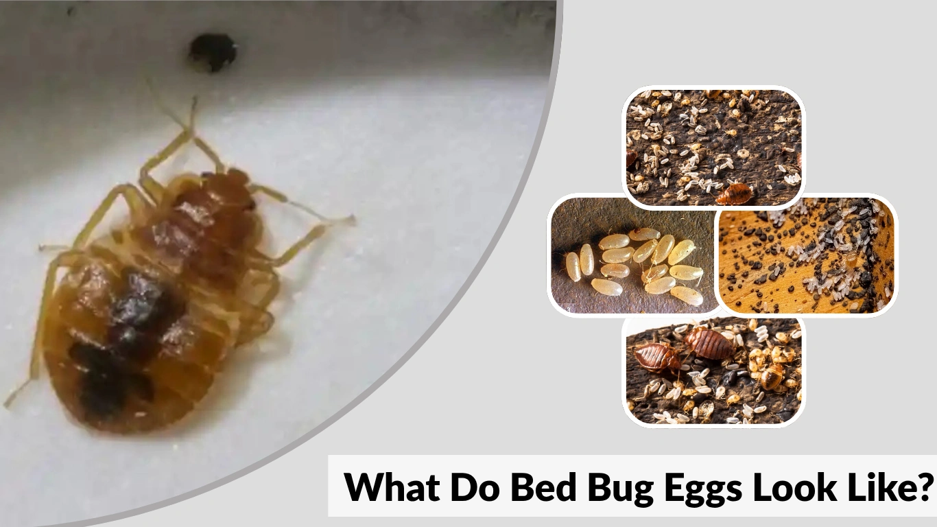 What Do Bed Bug Eggs Look Like Complete Identification Guide