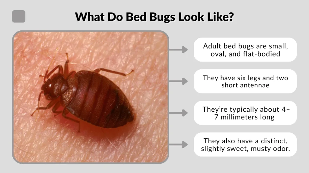 What Do Bed Bugs Look Like