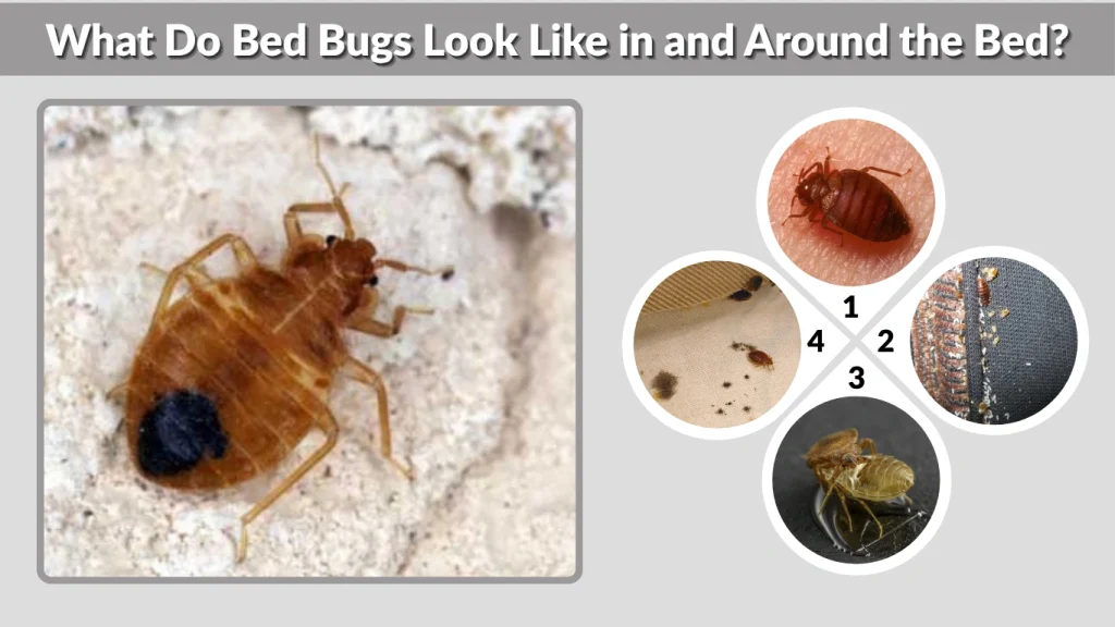 What Do Bed Bugs Look Like in and Around the Bed