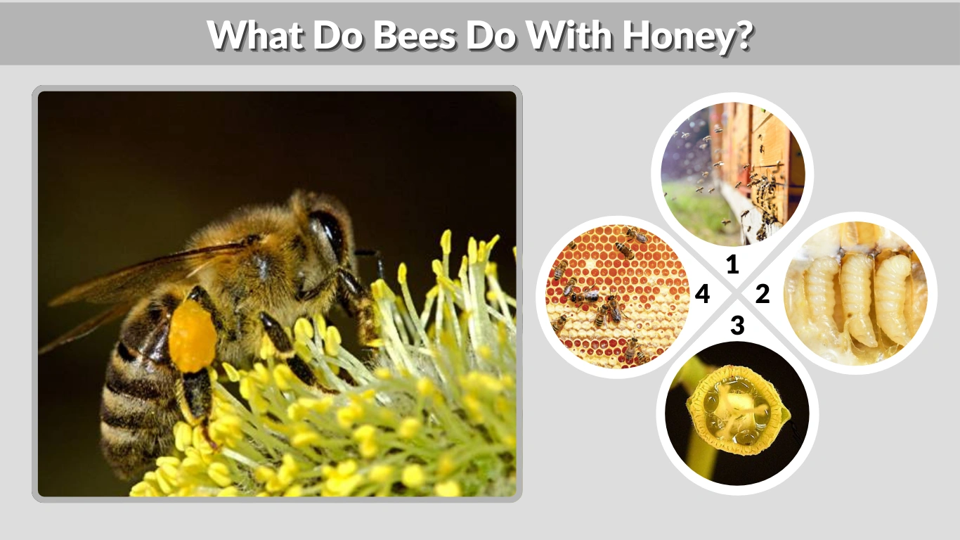 What Do Bees Do With Honey Full Guide to Honey Use & Behavior