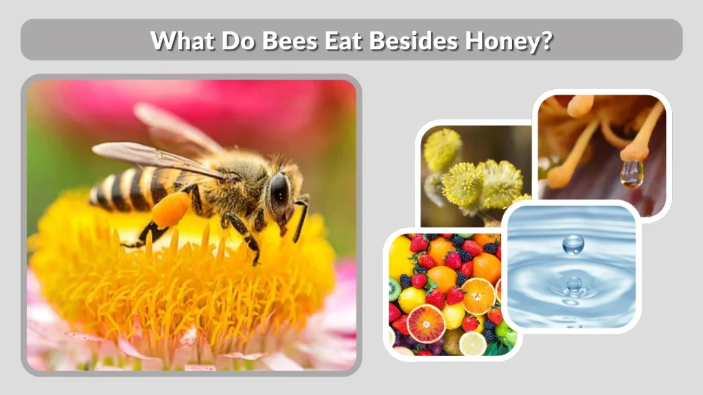 What Do Bees Eat Besides Honey