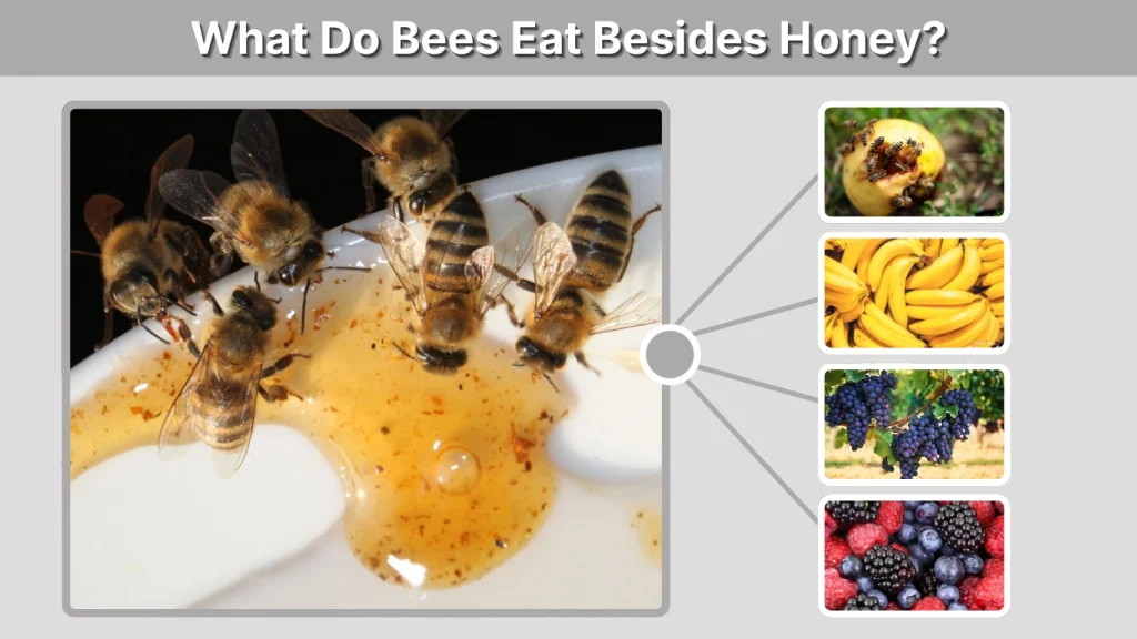 What Do Bees Eat Besides Honey