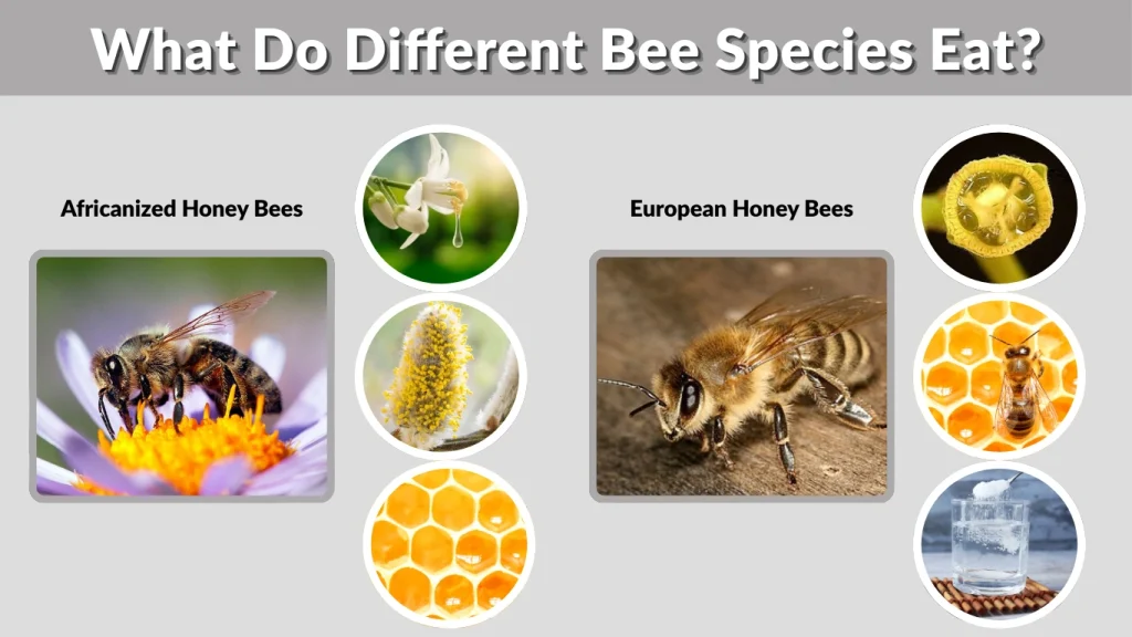 What Do Different Bee Species Eat