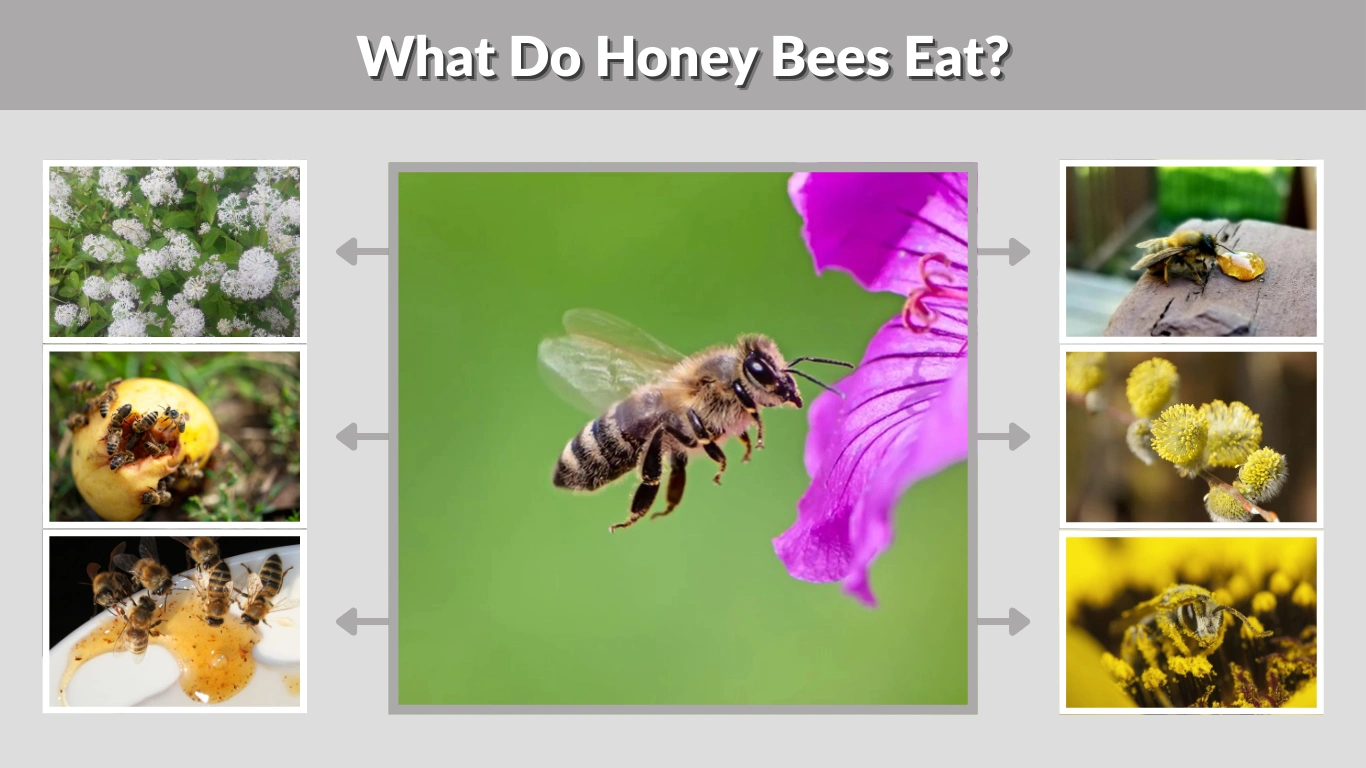 What Do Honey Bees Eat Complete Guide About Diets  