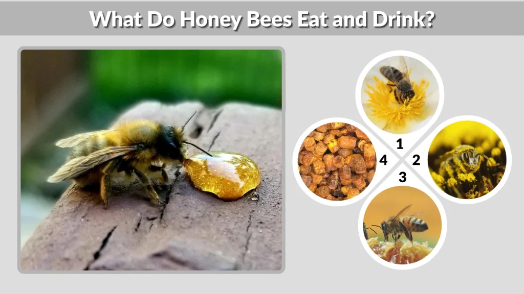 What Do Honey Bees Eat and Drink