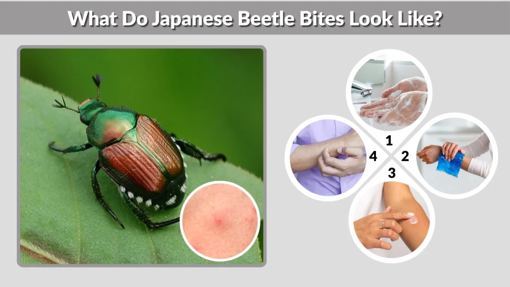 What Do Japanese Beetle Bites Look Like