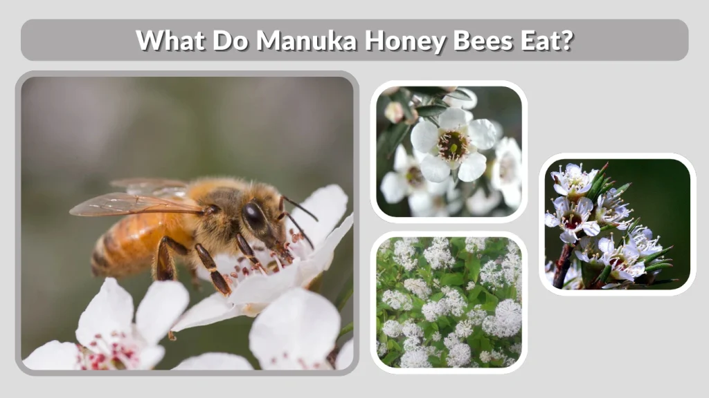 What Do Manuka Honey Bees Eat