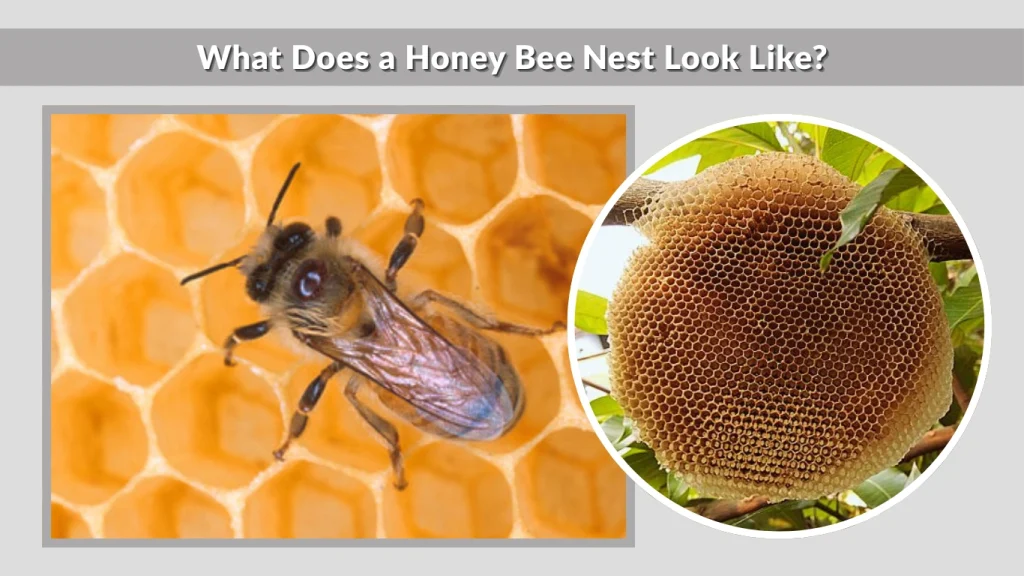 What Does a Honey Bee Nest Look Like