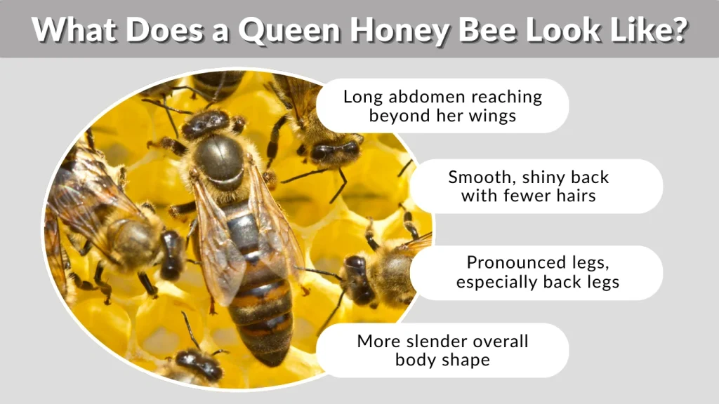 What Does a Queen Honey Bee Look Like