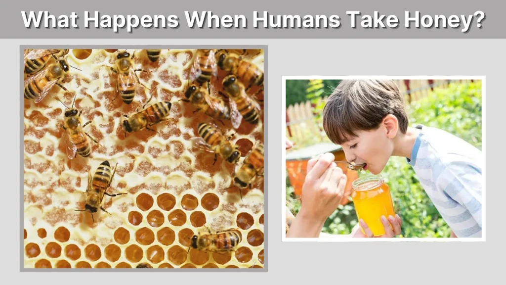 What Happens When Humans Take Honey