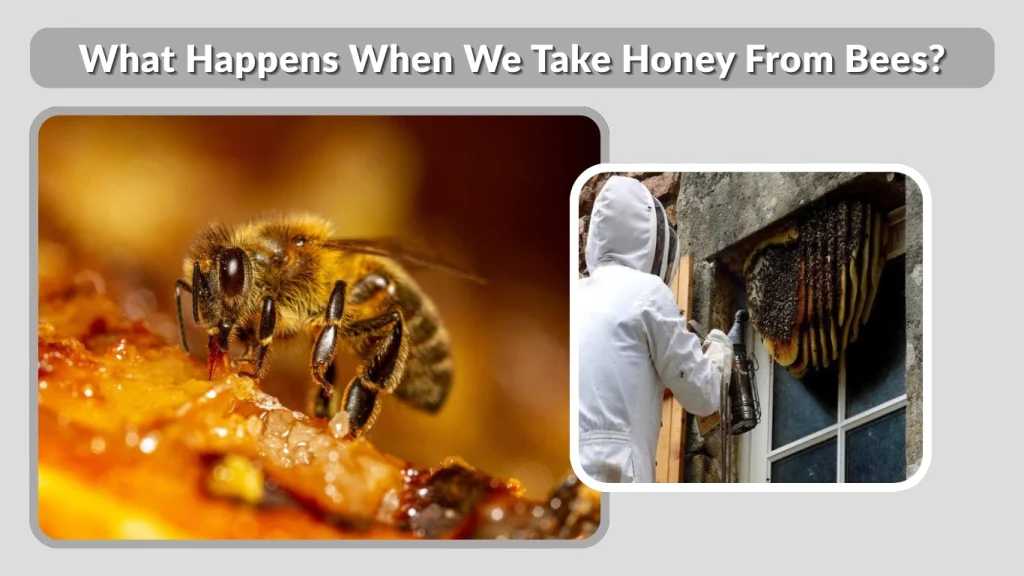 What Happens When We Take Honey From Bees
