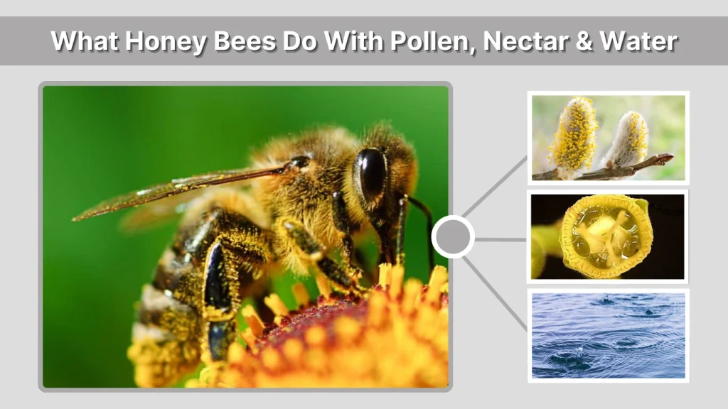 What Honey Bees Do With Pollen, Nectar & Water