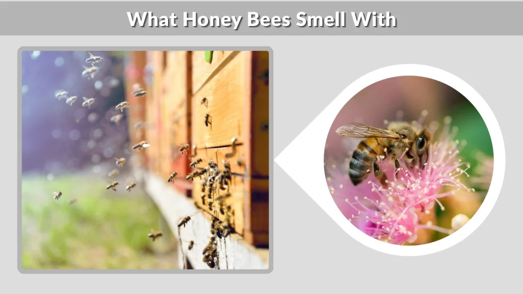 What Honey Bees Smell With