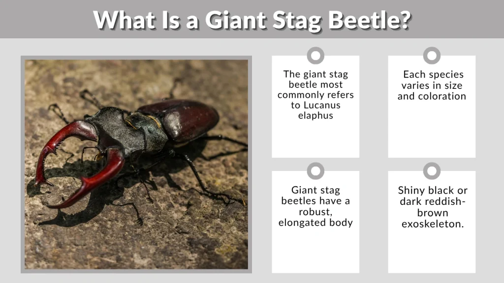 What Is a Giant Stag Beetle