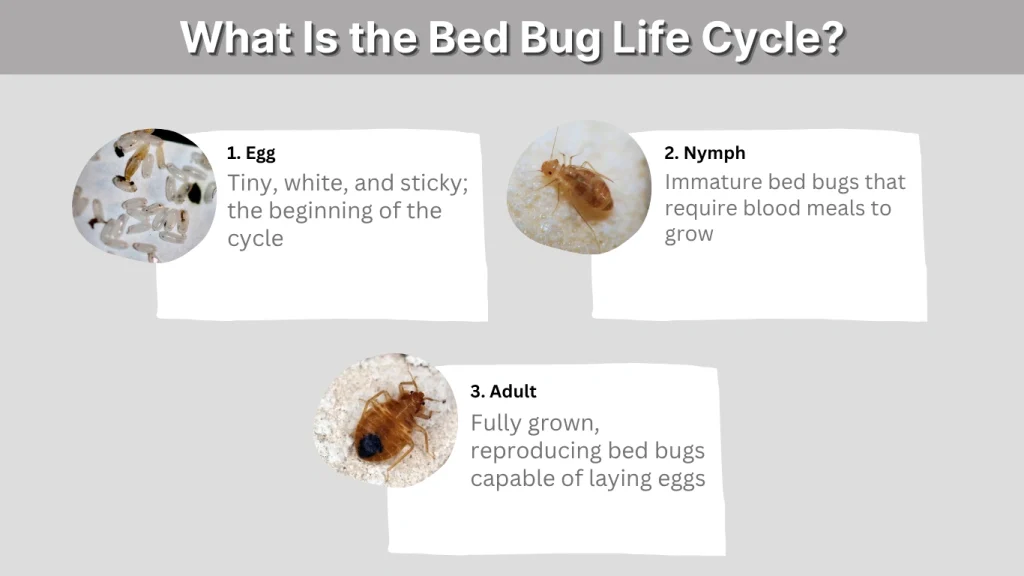 What Is the Bed Bug Life Cycle