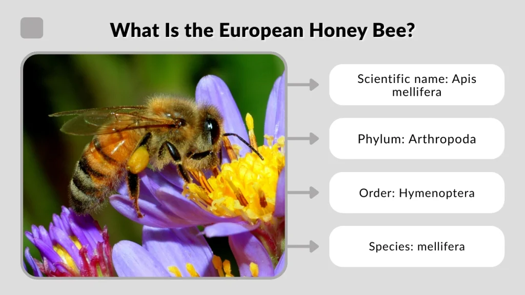 What Is the European Honey Bee
