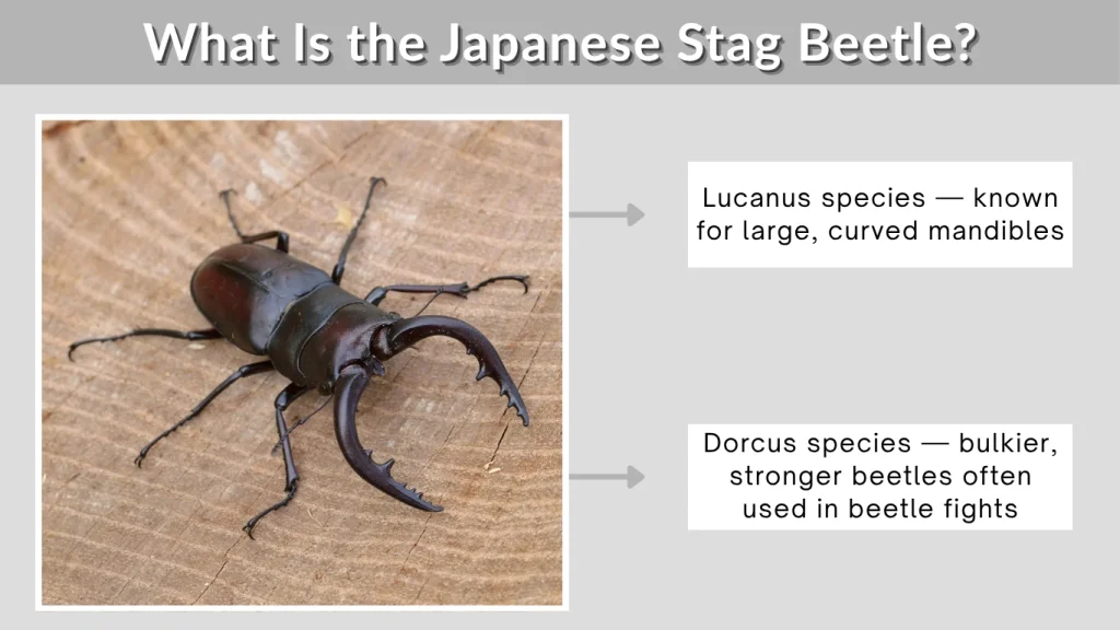 What Is the Japanese Stag Beetle