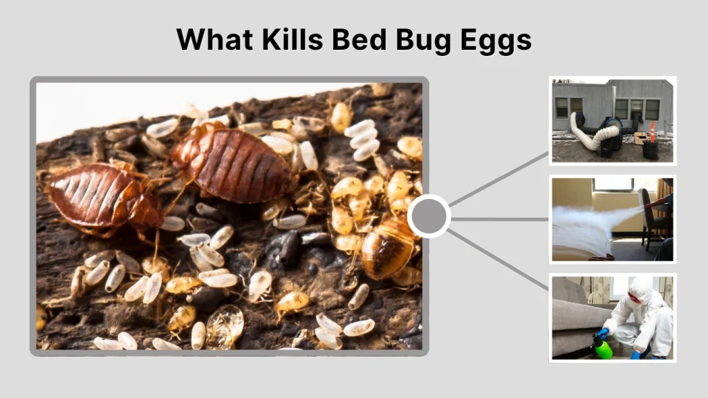 What Kills Bed Bug Eggs