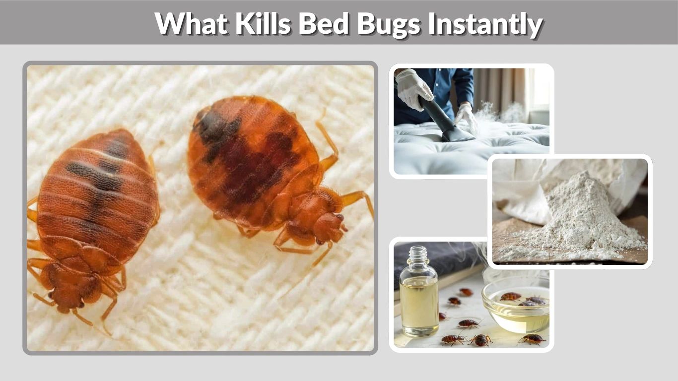 What Kills Bed Bugs Instantly Home Remedies, Heat, and Chemicals