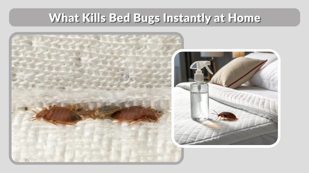 What Kills Bed Bugs Instantly at Home