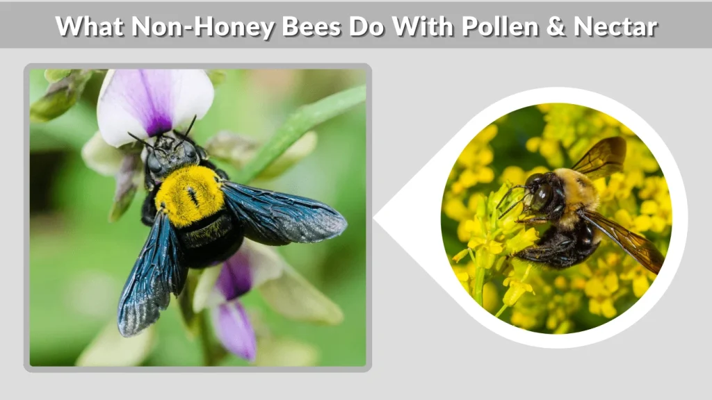What Non-Honey Bees Do With Pollen & Nectar