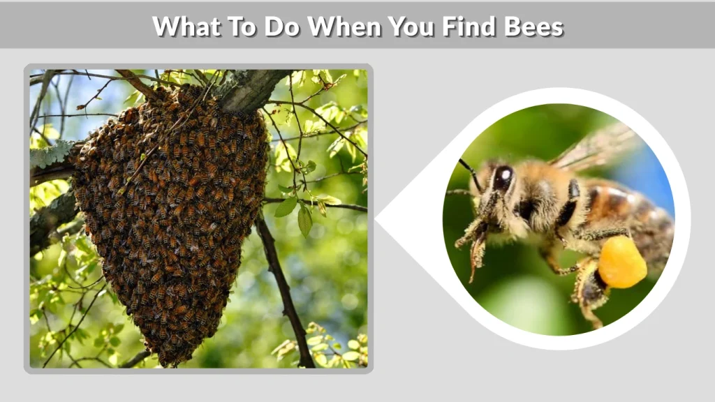 What To Do When You Find Bees