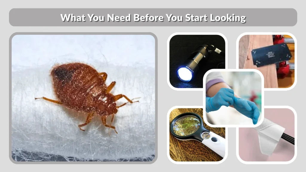 What You Need Before You Start Looking