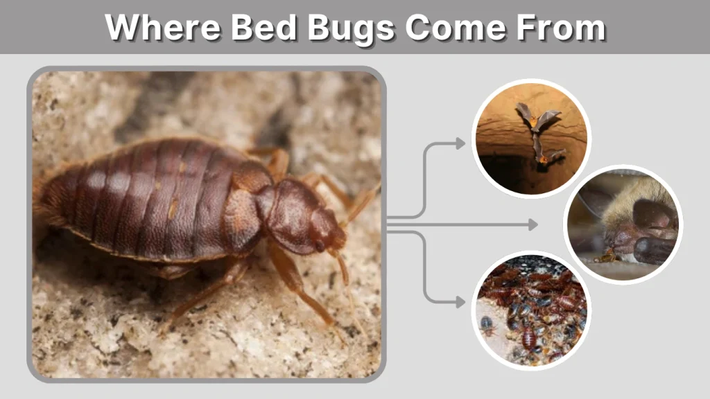 Where Bed Bugs Come From