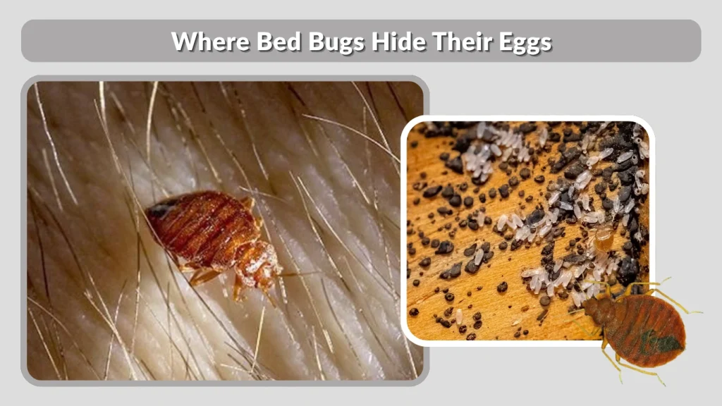 Where Bed Bugs Hide Their Eggs