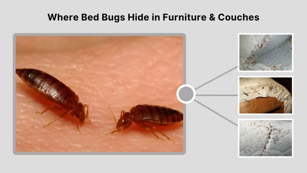 Where Bed Bugs Hide in Furniture & Couches