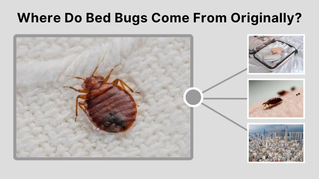 Where Do Bed Bugs Come From Originally